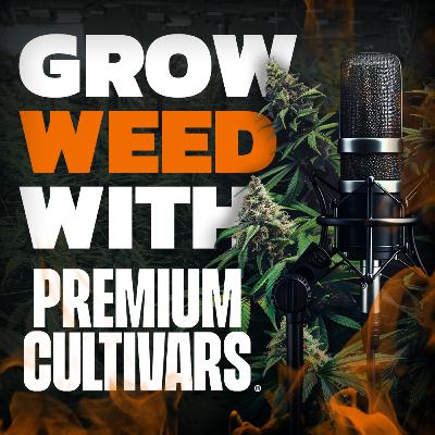 Mainlines and Manifolds: An In-depth Walkthrough of Mainlining a Cannabis Plant