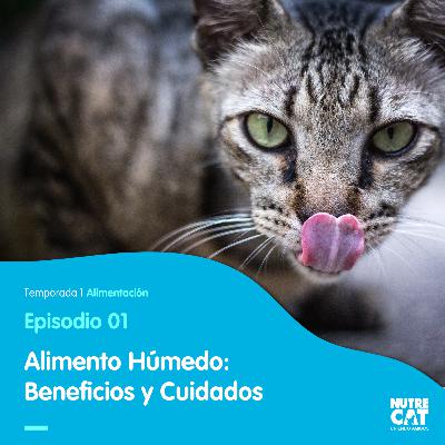 Gatos y sus latas: un amor verdadero. Beneficios del alimento húmedo.