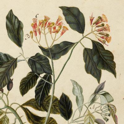 Aflevering 64: Kruidnageloorlogen Aflevering 64: Kruidnageloorlogen