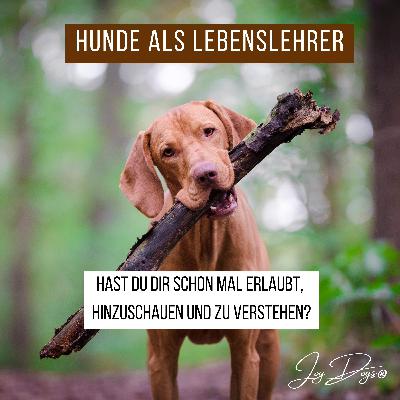 Was unsere Hunde uns lehren