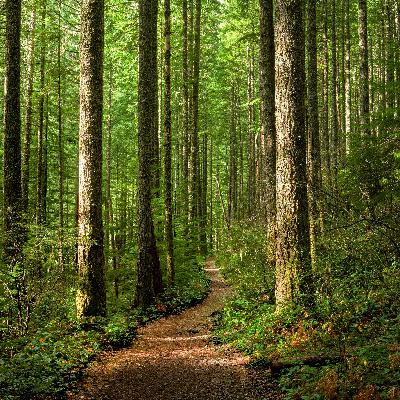 Entre probetas - La gestión de nuestros bosques - 01/07/25