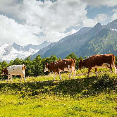 Farm in the Alps: Nature Soundscape with Cowbells