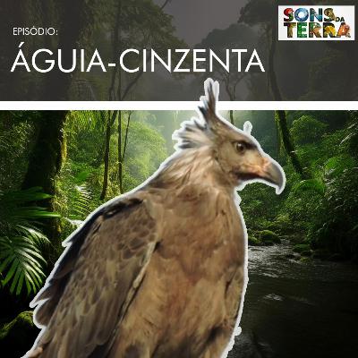 A imponente e rara águia-cinzenta