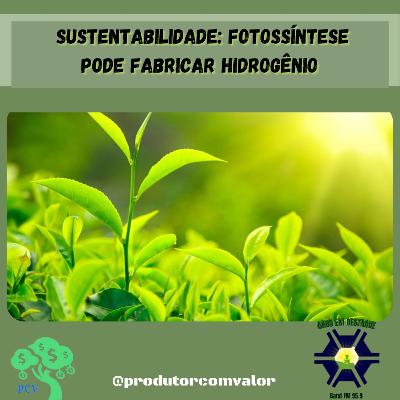 Sustentabilidade: fotossíntese pode fabricar hidrogênio Sustentabilidade: fotossíntese pode fabricar hidrogênio