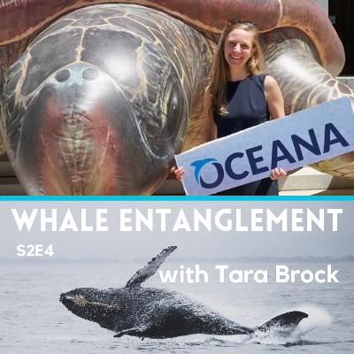 S2E4: Whale Entanglements
