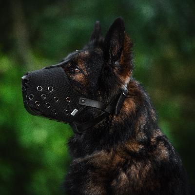 10 Must-Haves Every Reactive Dog Owner Need