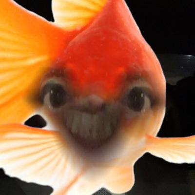 #13.2 Sobre aquários e ter paz