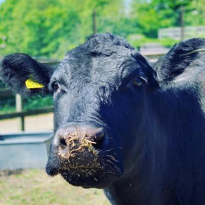 Stories from a city farm- Shirley's morning routine
