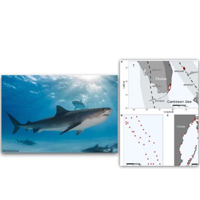 Can Sharks be Used to Forecast Hurricanes?