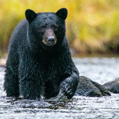 #10 Die Westküste Kanadas, Naturschutz und das zusammenleben mit dem Wolf. Wildlife Talk mit Niklas Weber.