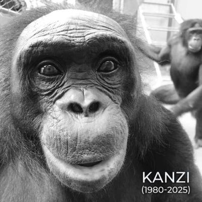 کانزی میمون نابغه چجوری همه رو شگفت زده کرد  | حیوانی که حرف می‌زد، ابزار می‌ساخت و آشپزی می‌کرد!