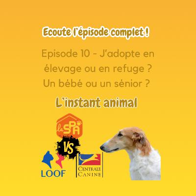 # 10 J'adopte en refuge ou en élevage ? Bébé ou sénior?