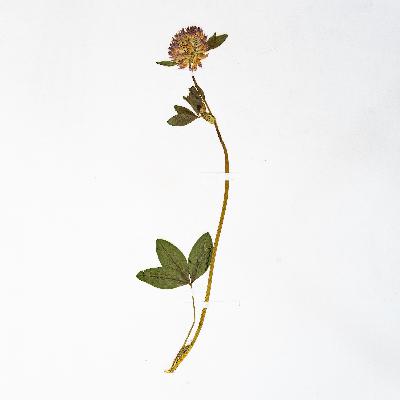 Что такое «летопись природы»? Что такое «летопись природы»?