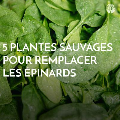 5 plantes sauvages pour remplacer les épinards 🌿