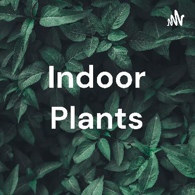 Indoor plants