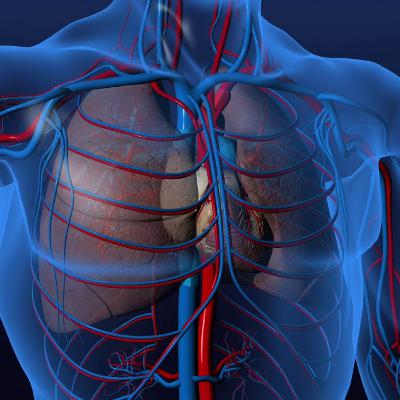 L'appareil respiratoire