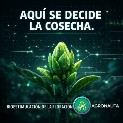 Bioestimulación de la floración: Aquí se decide la cosecha