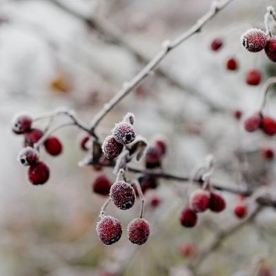 Weihnachten von Petra Silberbauer