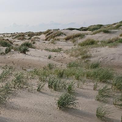 Schelpdieren en planten als ingenieurs. Met kustecoloog Tjisse van der Heide Schelpdieren en planten als ingenieurs. Met kustecoloog Tjisse van der Heide