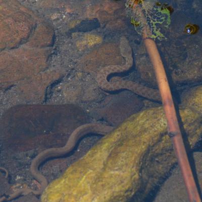 Episode 40: The Return of the Narrow-headed gartersnake