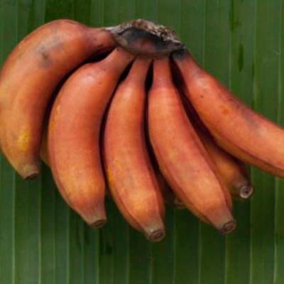 Banana São Tomé: a banana do paraíso