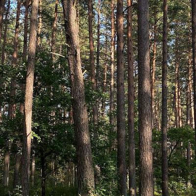 Vai "sabiedriskās apspriešanas" ir ķeksītim?