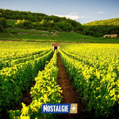 Le Cinsault : cépage emblématique des vins rosés méditerranéens