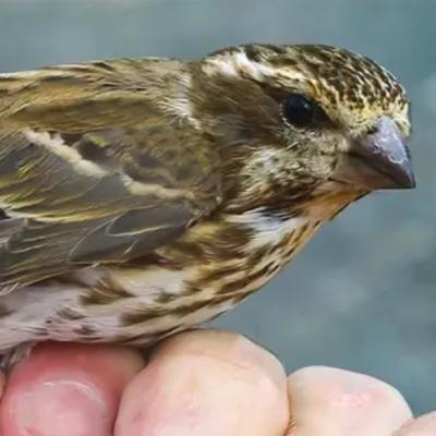 #28—Another Wayward Purple Finch: How Far Did It Fly?