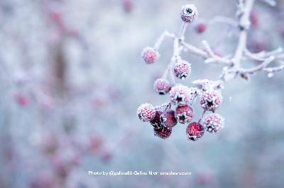 Winter Holidays: Greetings and Facts