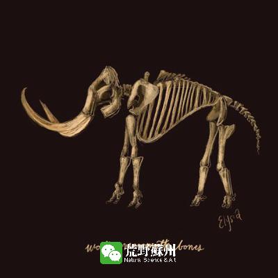 Bringing back species from extinction