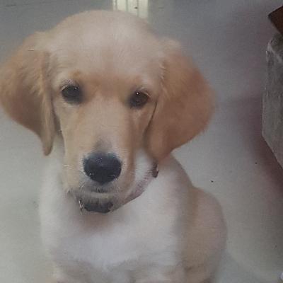 Wonder Pets - Chapter 7 - Mission! Where is the cake?