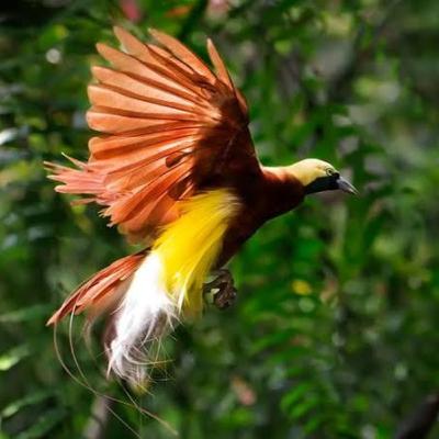 BURUNG CENDRAWASIH || SEASONS 9 || ( BURUNG KECIL )
