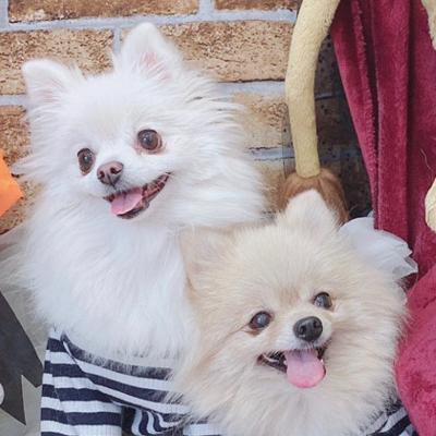 【#83】はなまりママさんに聞いたポメラニアンまりんちゃんの魅力、迎え入れたての頃のエピソード from Radiotalk