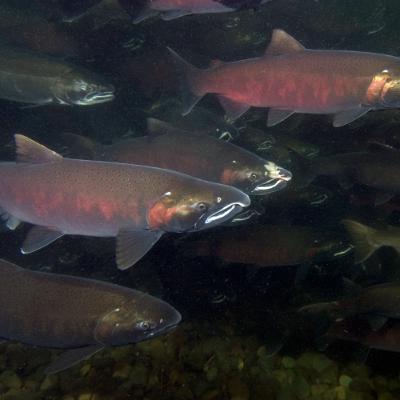 News roundup: Shutdown, 2025 wildfire season, great news for coho and awful news for Douglas fir News roundup: Shutdown, 2025 wildfire season, great news for coho and awful news for Douglas fir