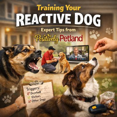 Training Your Reactive Dog: Expert Tips from Positively Petland