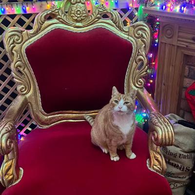 Acer the Cat Interview Acer the Cat Interview
