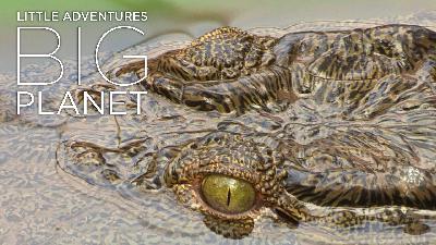 Zoo-born crocs released to the wild in the Congo