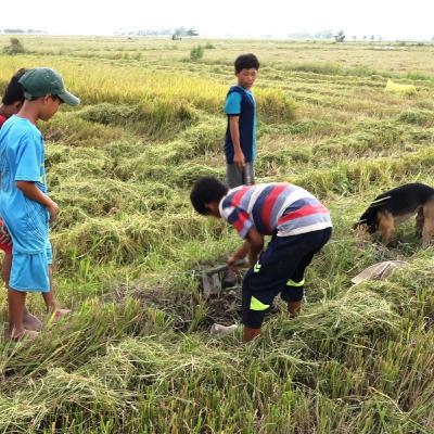 Tập 5 Ký ức tuổi thơ - Săn chuột đồng