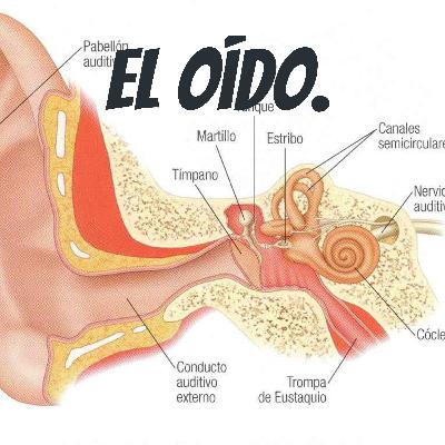 El oído. 👂🏾