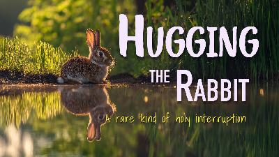 Hugging the Rabbit