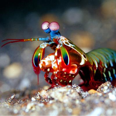 Camarón mantis, un crustáceo agresivo