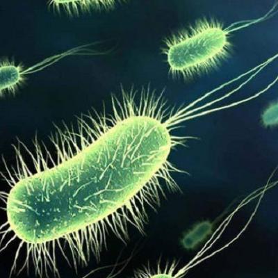 ESCHERICHIA COLI