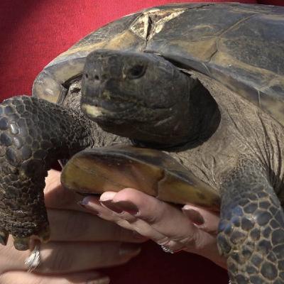 Reptile Rehab Reptile Rehab