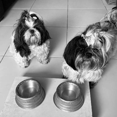 RaçãoCast Ep. 01 - Adoção e abandono de animais durante a pandemia