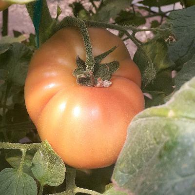 Polinización en el cultivo de tomate