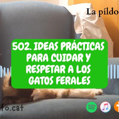 502. Ideas prácticas para cuidar y respetar a los gatos ferales