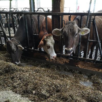 #5: Liquiditätskennzahlen #5: Liquiditätskennzahlen