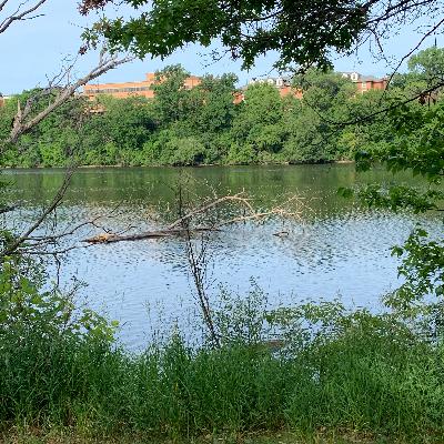 1-Muddy/Clear: The Mirror of the Water