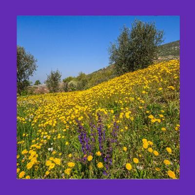 #213 Il giardino ideale non è perfetto: è quello che ti fa stare bene