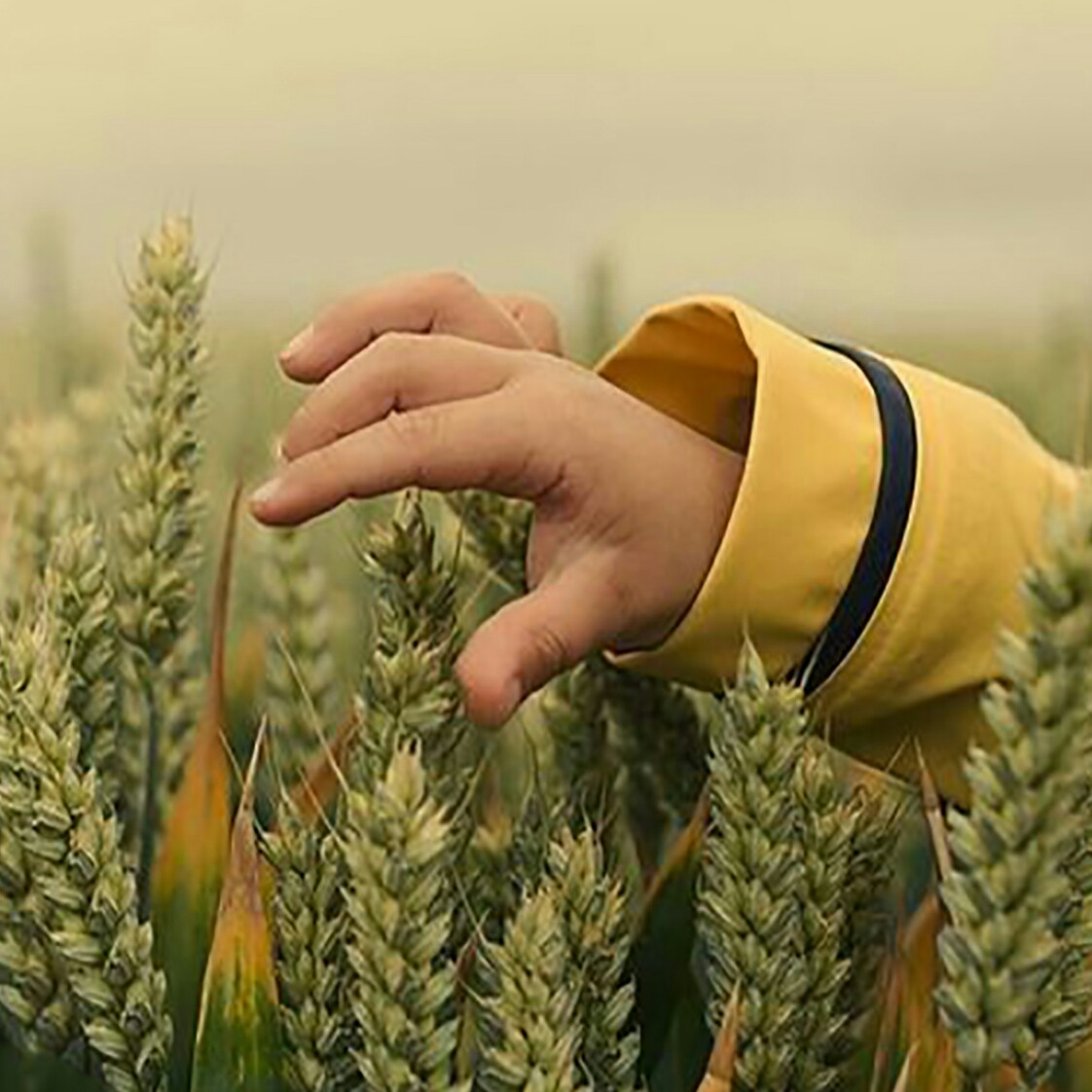 جهان بینی آرامش‌ و بهینگی